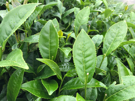 The Added Value of Whole Leaf Tea