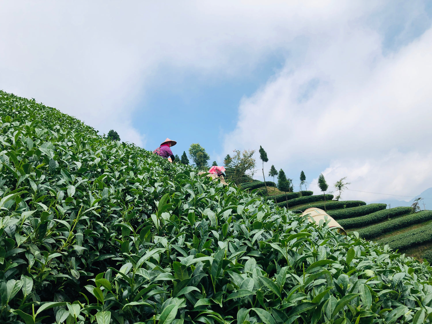mountain-to-table-taiwanese-tea