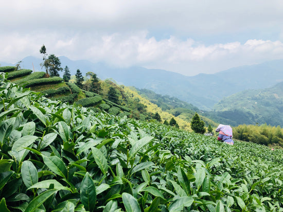 Taiwanese Oolong tea field